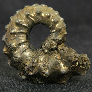 1.  1in (2.  8cm) Shine Pyrite Ammonite Kosmoceras Jurassic Callovian Russia