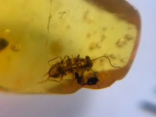 Uncommon Big Eyes Roach Larvae Burmite Myanmar Amber Insect Fossil Dinosaur Age