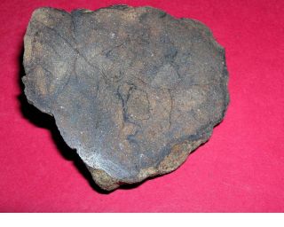 Al Haggounia 001 Meteorite: 74.  8 Gram Polished End Cut