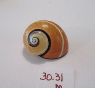 Polymita Spectacular Shell 30.  31 Mm / Absolute Beauty No Growth Line