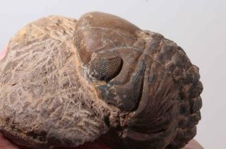 Morocco Trilobite Fossil Specimen On Matrix A