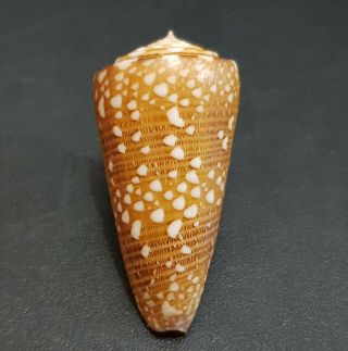 Seashell Conus Nobilis Victor 40.  2 Mm.  Gem.