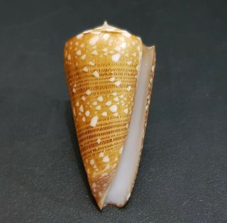 SEASHELL Conus Nobilis Victor 40.  2 mm.  GEM. 2