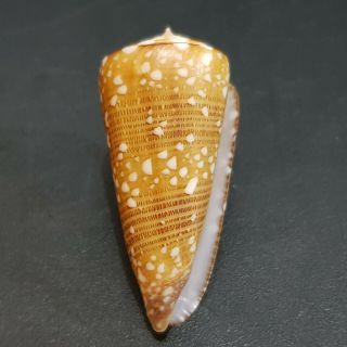 SEASHELL Conus Nobilis Victor 40.  2 mm.  GEM. 4