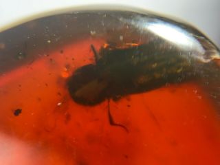 beetle in red blood amber Burmite Myanmar Burma Amber insect fossil dinosaur age 2