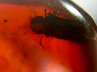 beetle in red blood amber Burmite Myanmar Burma Amber insect fossil dinosaur age 4