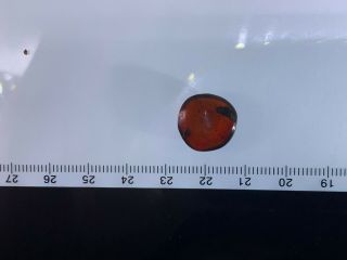 beetle in red blood amber Burmite Myanmar Burma Amber insect fossil dinosaur age 5