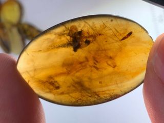 Unique Cicada&bristletail Burmite Myanmar Burma Amber Insect Fossil Dinosaur Age