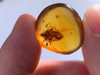 Big Unique Cicada Larvae Burmite Myanmar Burma Amber Insect Fossil Dinosaur Age