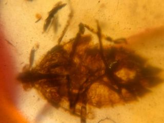 big unique cicada larvae Burmite Myanmar Burma Amber insect fossil dinosaur age 3