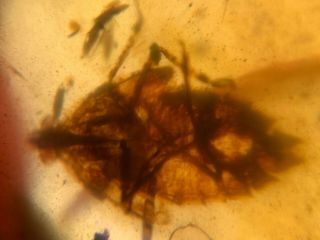 big unique cicada larvae Burmite Myanmar Burma Amber insect fossil dinosaur age 4