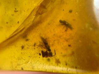 Unique Wasp Bee&beetle Burmite Myanmar Burmese Amber Insect Fossil Dinosaur Age