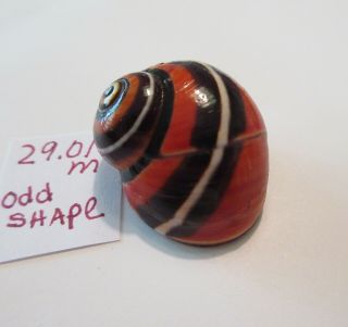 Polymita Spectacular Shell 29.  01 Mm Absolutely