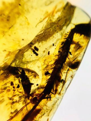 1350 - Long Leg&bee In Fossil Burmite Insect Amber Cretaceous Dinosaur Period