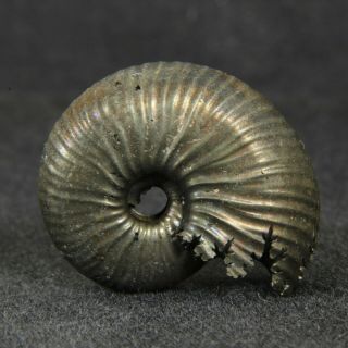 1.  0in (2.  6cm) Pyritized Ammonite Funiferites Jurassic Callovian Russian Fossil