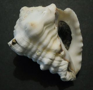 Vasum Caestus Shell Seashell 77 Mm West Panama