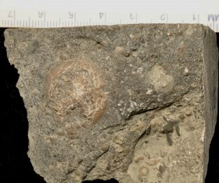 Fossil Edrioasteroid - Isorophusella Incondita From Ontario 7