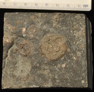 Fossil Edrioasteroids - Isorophusella And Cryptogoleus From Ontario