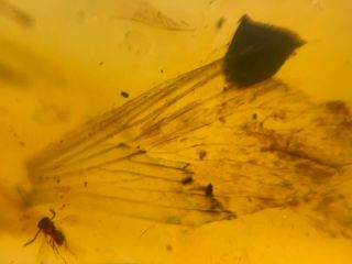 Wasp Bee&unknown Bug Wing Burmite Myanmar Burma Amber Insect Fossil Dinosaur Age