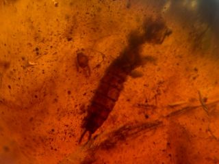 Strange Unknown Larvae Burmite Myanmar Burmese Amber Insect Fossil Dinosaur Age