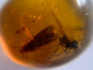 Moth&mosquito Fly Burmite Myanmar Burmese Burma Amber Insect Fossil Dinosaur Age