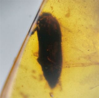 Burmite Amber 1.  45ct Natural 100 Million Years Old Fossil Insect (untreated)