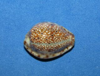 Seashells Cypraea Ocellata,  Depressed,  Callous Dwarf,  Shells Cyp0019