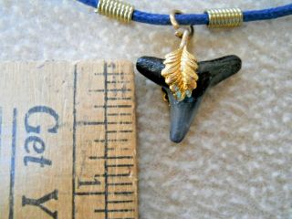 7/8 " Fossilized Lemon Shark Tooth Necklace / Gulf Coast Florida /adjustable Cord