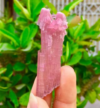 97 C.  T Top Class Damage Terminated Pink Tourmaline Bunches Crystal