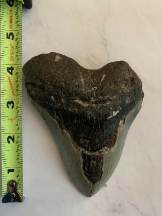 Huge Over 4 Inches Megalodon Tooth Fossil Shark Teeth