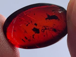 Beetle In Red Bood Amber Burmite Myanmar Burma Amber Insect Fossil Dinosaur Age