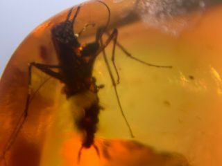Rare Mantis Nymph Burmite Myanmar Burmese Burma Amber Insect Fossil Dinosaur Age