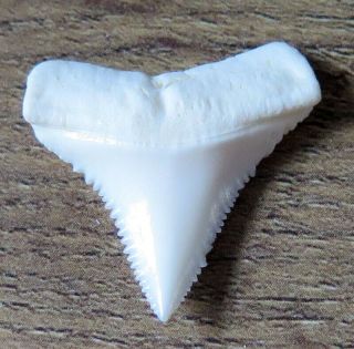 1.  056 " Lower Nature Modern Great White Shark Tooth (teeth)