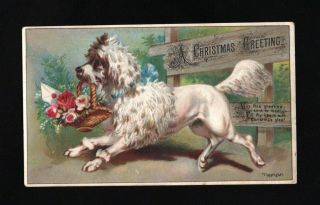 Orig 1880s Victorian Christmas Greeting Card - White Poodle Delivers Flowers