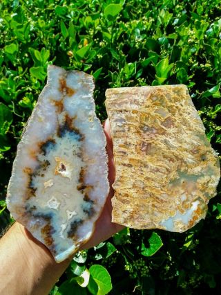 Two (2) Top Rare Plume Agate Slabs Graveyard Point Regency Rose Blue Opal 11.  9oz