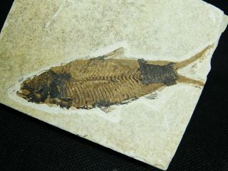 A Small 50 Million Year Old Restored Knightia Fish Fossil From Wyoming 102.  2gr E