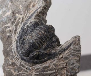 Morocco Trilobite Fossil Specimen On Matrix C Metacanthina