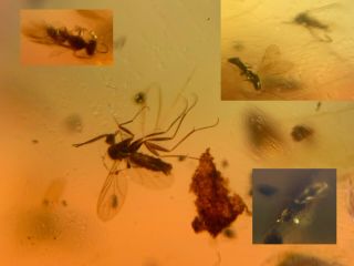 2 Mosquito Fly&3 Wasp Bee Burmite Myanmar Burma Amber Insect Fossil Dinosaur Age
