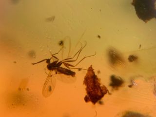 2 mosquito fly&3 wasp bee Burmite Myanmar Burma Amber insect fossil dinosaur age 2