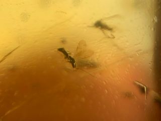 2 mosquito fly&3 wasp bee Burmite Myanmar Burma Amber insect fossil dinosaur age 5