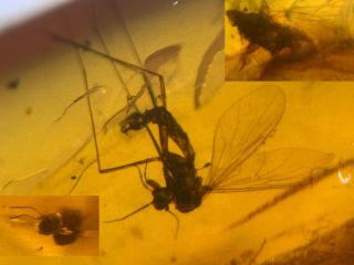 Mosquito Fly&cicada&wasp Burmite Myanmar Burma Amber Insect Fossil Dinosaur Age