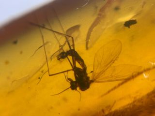 mosquito fly&cicada&wasp Burmite Myanmar Burma Amber insect fossil dinosaur age 2