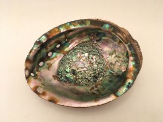 Large Vintage Abalone Mother Of Pearl Sea Shell 6 - 3/4 Inches