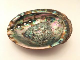 Large Vintage Abalone Mother Of Pearl Sea Shell 6 - 3/4 inches 2