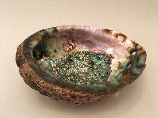 Large Vintage Abalone Mother Of Pearl Sea Shell 6 - 3/4 inches 4