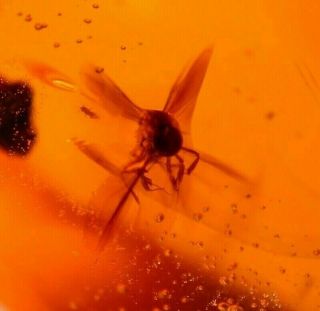 Flying Winged Male Ant In Authentic Dominican Amber Fossil Gem