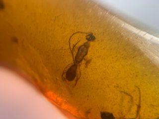 Unknown Fly&3 Wasp Bee Burmite Myanmar Burmese Amber Insect Fossil Dinosaur Age