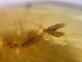 Unique Moth&caddisfly Burmite Myanmar Burmese Amber Insect Fossil Dinosaur Age