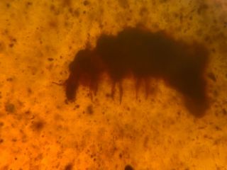 Unknown Worm In Sands Burmite Myanmar Burmese Amber Insect Fossil Dinosaur Age