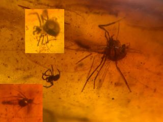 2 Mosquito Fly&2 Spiders Burmite Myanmar Burma Amber Insect Fossil Dinosaur Age